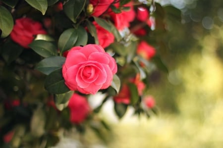 Flowers - nature, garden, flower, pink