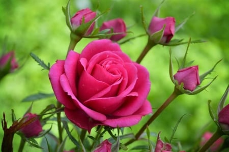 For our dear friend Emma - love, garden, rose, red