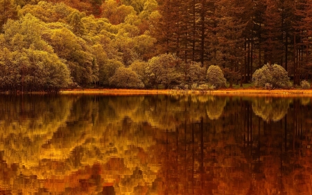 Reflections in Gold - reflections, trees, nature, green, lake, color, golden