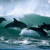 Surfing Dolphins