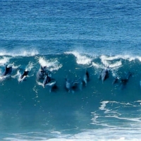 Surfing Dolphins