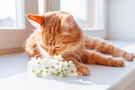 :) - ginger, window, pisici, orange, flower, cat