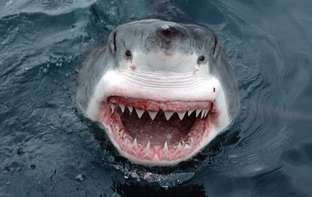 Great White Shark