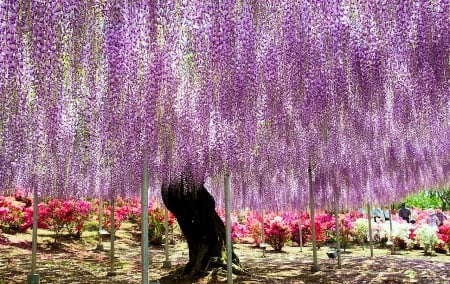 Ashikaga Flower Park, Japan - wisteria, spring, people, tree