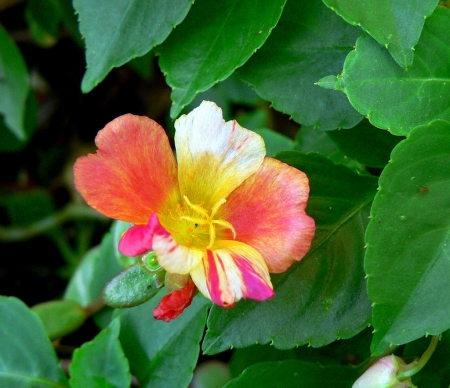 Mandevilla Flowers