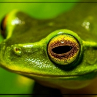 GREEN FROG