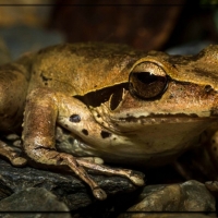 BROWN FROG