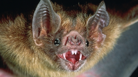 Vampire Bat