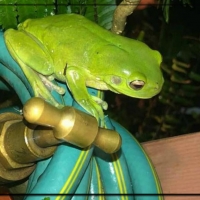 FROG ON HOSE