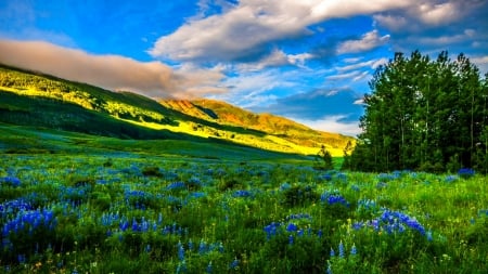 blue flowers stains - hill, trees, 4K, field of flowers, sky