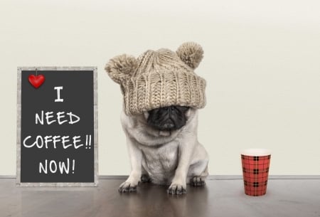 :D - hat, funny, coffee, dog, caine, card