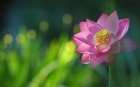 Lotus - lotus, flower, pink, water lily, green