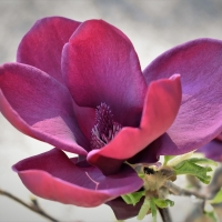 Magnolia