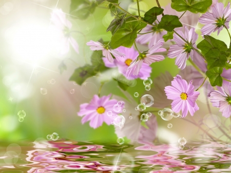 Flowers reflection - rays, reflection, beautiful, summer, flowers, spring