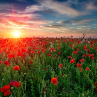 Poppy field