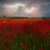 Stallion in Poppy Field