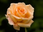 Orange Rose