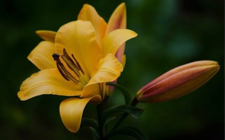 Yellow - one, yellow, flower, beautiful