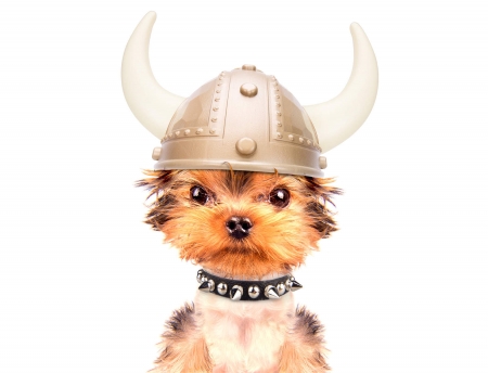 :D - dog, horns, viking, funny, helmet, yorkshire terrier, caine, face, puppy