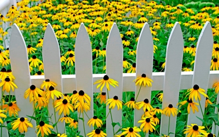 Summer - blossoms, fence, Flowers, garden