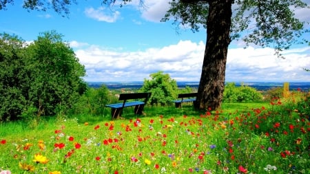 Springtime View - sky, clouds, tree, bench, poppies