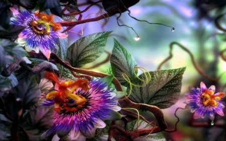 Passion Flowers - blossoms, plant, leaves, garden, lights