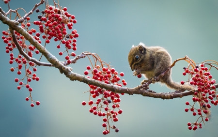 :) - rodent, animal, red, berry, fruit, cute, gopher of berdmore, mouse