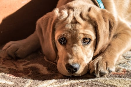 Puppy - paw, brown, cute, dog, caine, face, puppy