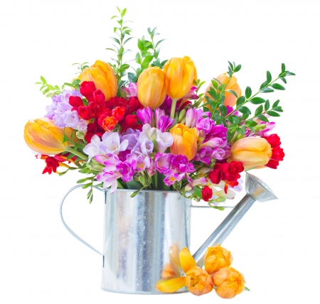 Flowers - colorful, yellow, spring, freesia, flower, pink, tulip