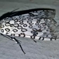 Giant Leopard Moth