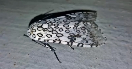 Giant Leopard Moth - Giant, Black ad white, Leonard, Moth