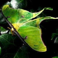 Luna Moth