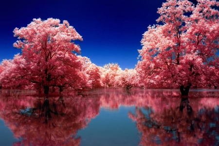 Spring Reflection - trees, blossoms, water, flower trees, refection, beauty, spring, nature, sky