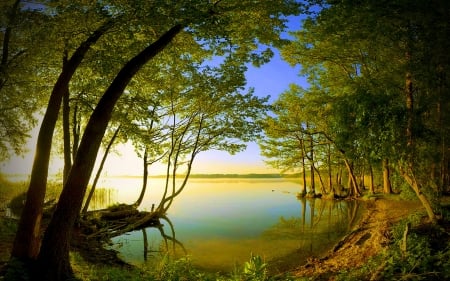 trees near the lake