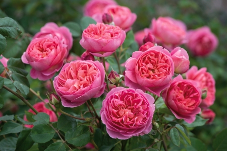 Roses - trandafir, bush, pink, green, rose, flower