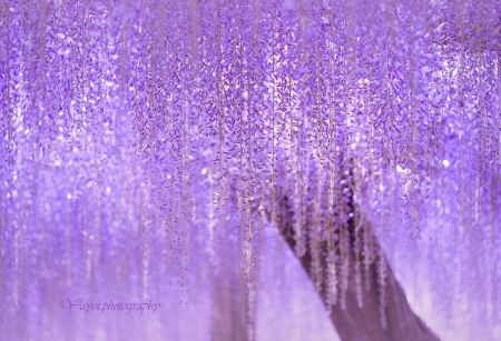 Wisteria