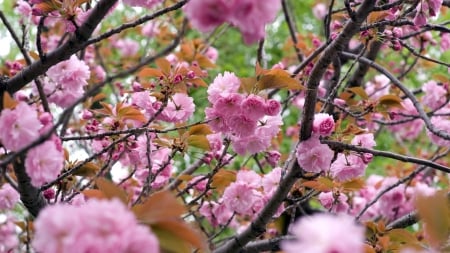 Spring - branch, blossom, cherry, spring, flower, pink