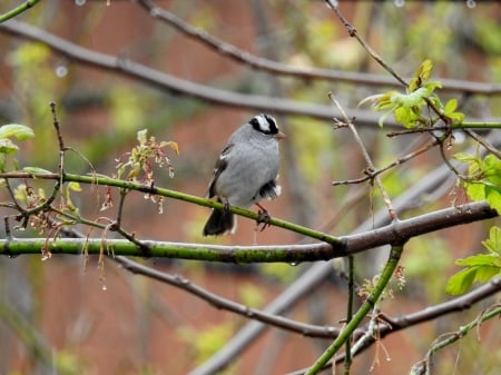 White Crowned Sparrow - white crowned sparrow, photography, animal, tree, spring, bird