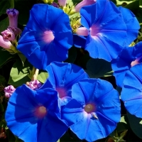 Blue Bell Flowers