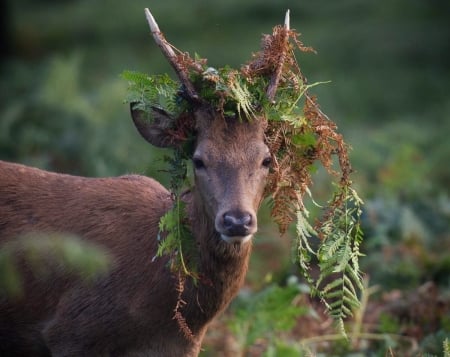 Fency hat - caprioara, animal, max ellis, funny, green, deer, brown, cute