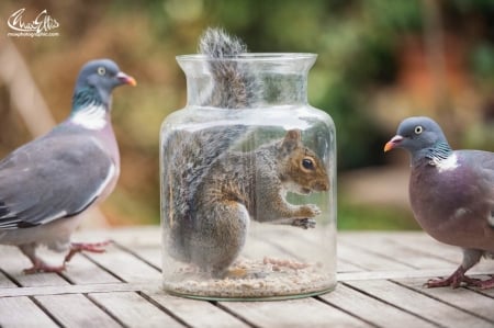 :D - max ellis, funny, porumbel, cute, bird, pigeon, jar, squirrel, veverita, pasari