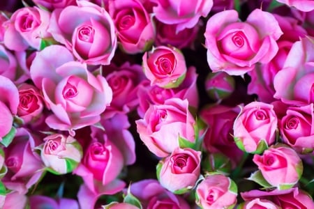 Roses - bouquet, flower, pink, rose