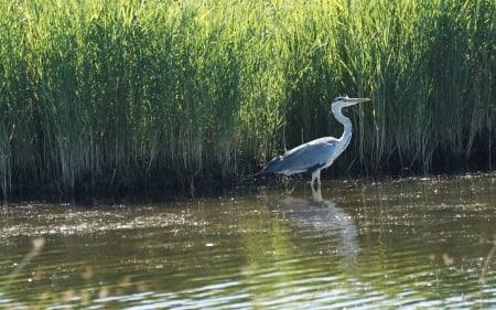 Heron - bird, heron, grass, water