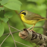 Kentucky Warbler