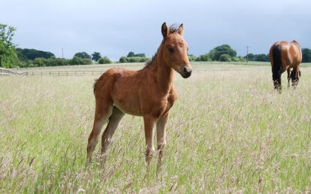 Foal - meadow, animal, horse, foal