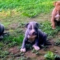 Pitt Bull Puppies