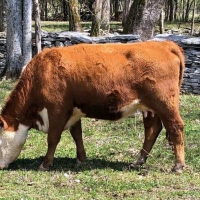 Hereford Cow