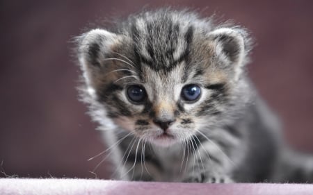 Kitten - grey, kitten, cute, pisici, pink, cat