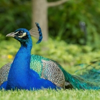 Peacock