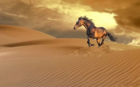 Horse in sandy field - sky, clouds, running, sunset, desert